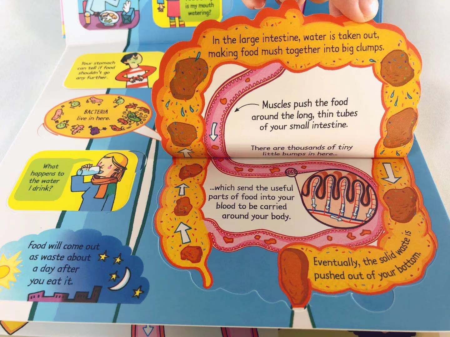Usborne Lift-the-Flap Encyclopedia For Curious Minds & Young Hearts